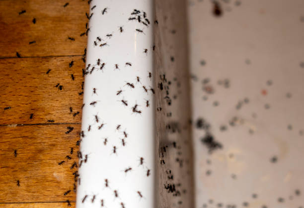 Hauser, ID Pest Control Pros