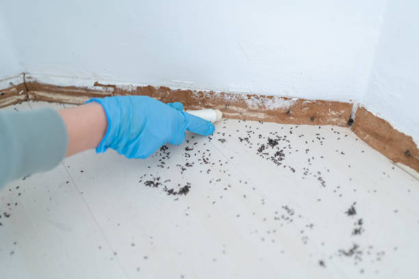 Best Flea Control Services  in Hauser, ID